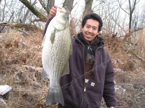 Anglers Club of Philadelphia member Aki Mori holds a hybrid striped bass