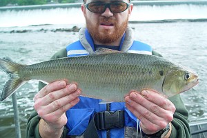 Photo of a bearded man on a boat holding an American shad