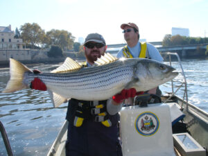 PWD's Joe Perillo with a large striped bass