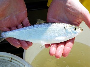 Hands holding a silver river herring fish