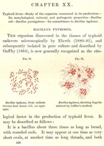 Diagram and description of the typhoid bacteria